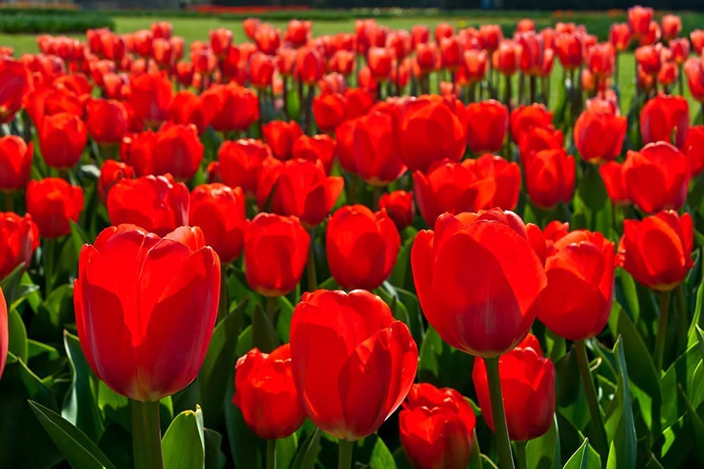 100 Fresh Red Tulip Bulbs for Planting - Easy to Grow - Made in USA, Ships from Iowa