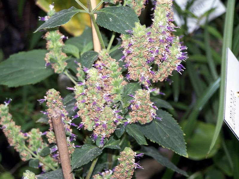 Patchouli Seeds (Pogostemon cablin) Packet of 50 Seeds