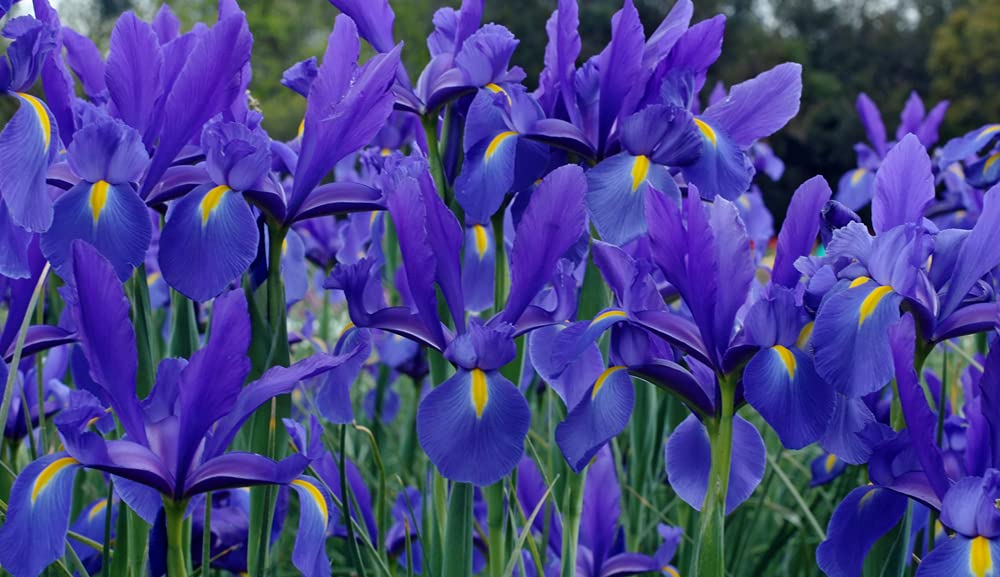 20 Blue Iris Bulbs for Planting - Easy to Grow - Made in USA, Ships from Iowa