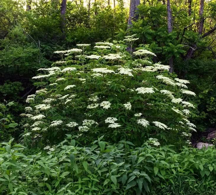 Fresh Elderberry Cuttings to Grow - Easy to Grow