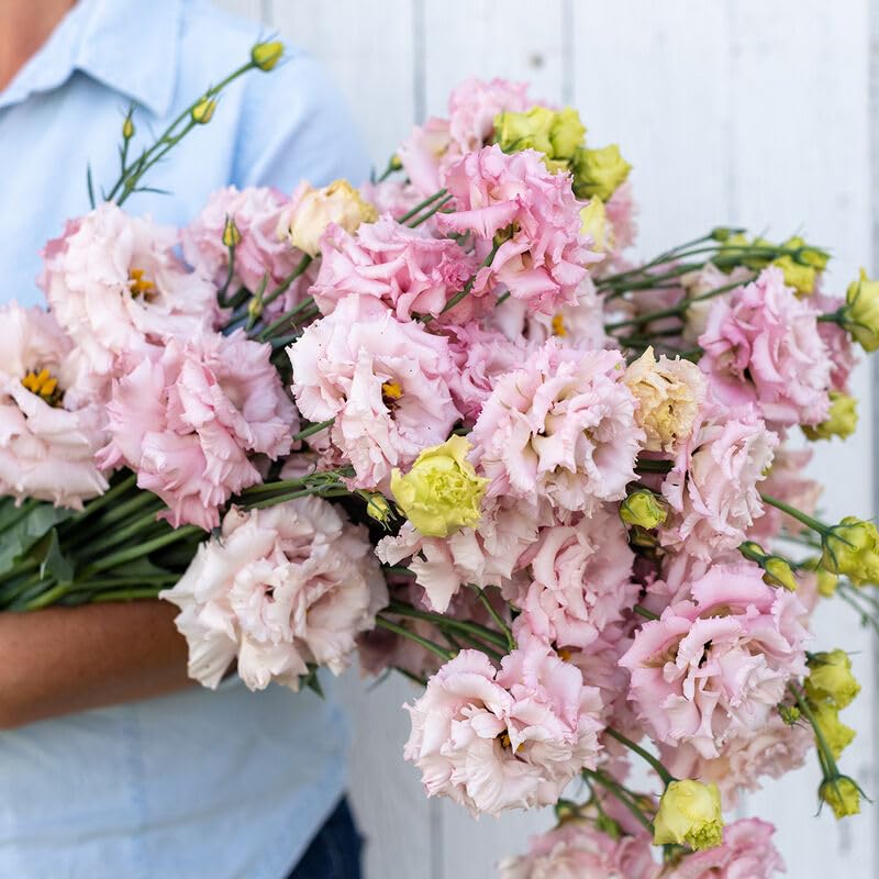 20 Improved Pink Lisianthus Flower Seeds for Planting -Pelleted Seed