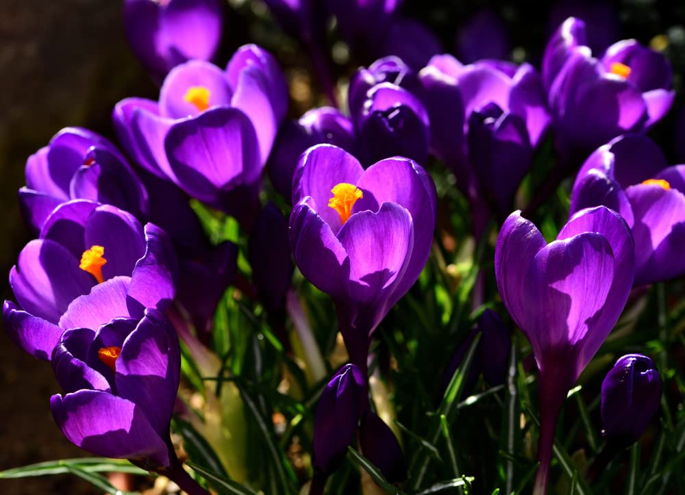 Purple Flower Record Crocus (20 Bulbs) Made in USA, Ships from our Iowa Nursery