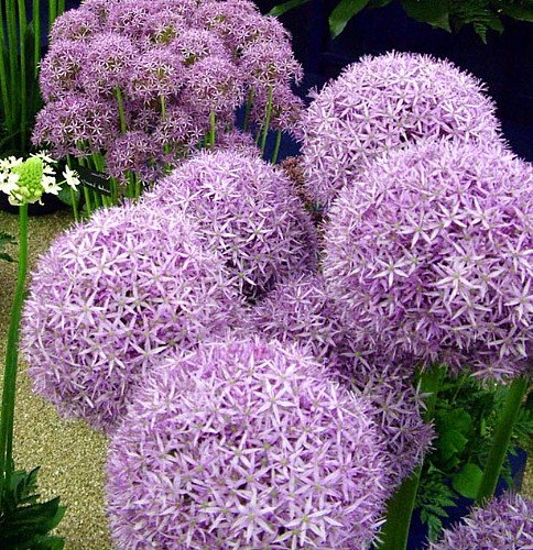 Pinball Wizard Allium - Flowering Onion - 1 Bulb - 20/+ cm Bulb