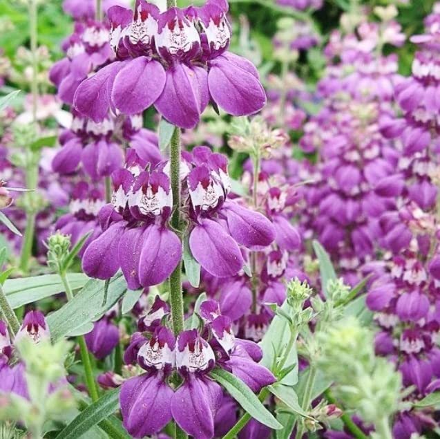 Chinese Houses Flower Seeds for Planting - Excellent Heirloom for Decoration and Pollinator Friendly