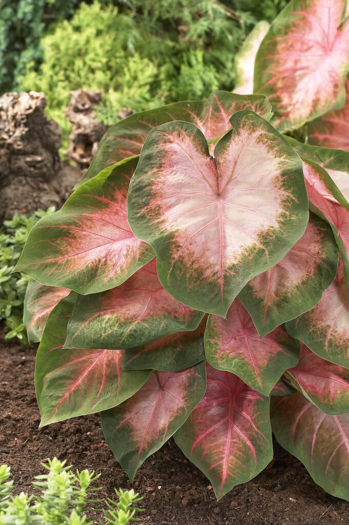 6 Florida Cardinal Caladium Bulbs for Planting - Perennial Hosta, Elephant Ears, Fancy (6 Bulbs)