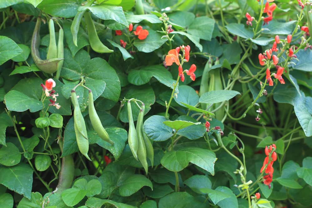 Scarlet Emperor Runner Bean Seeds for Planting (20 Seeds) - Delicious and Easy to Grow