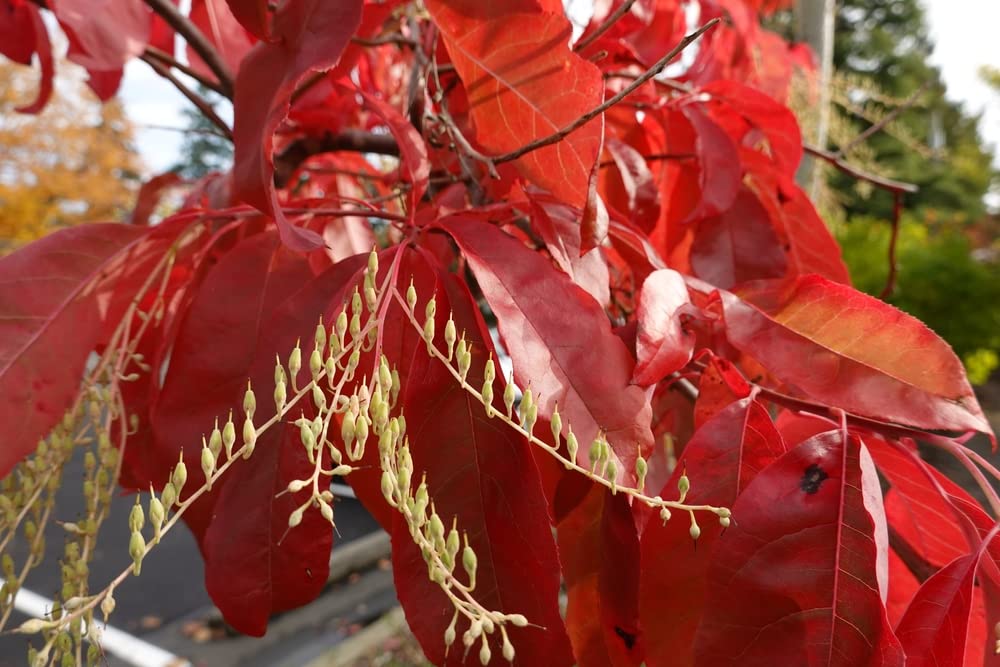 Sourwood Tree Seedlings for Planting | Live Tree Plants - Stunning Red Leaves and White Flowers - No Ship to California