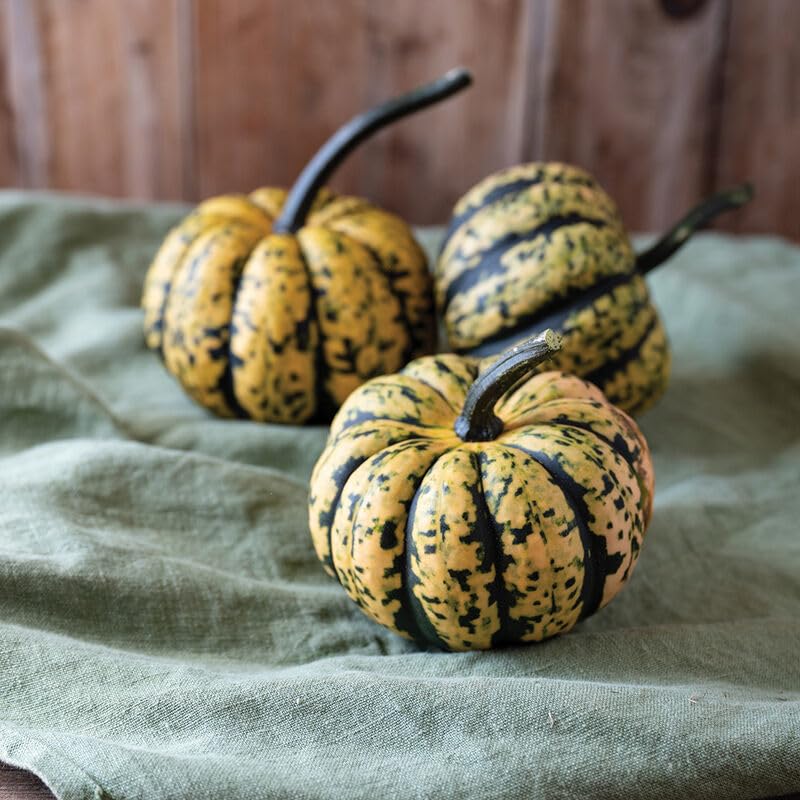 10 Honey Bun Acorn Squash Seeds for Planting