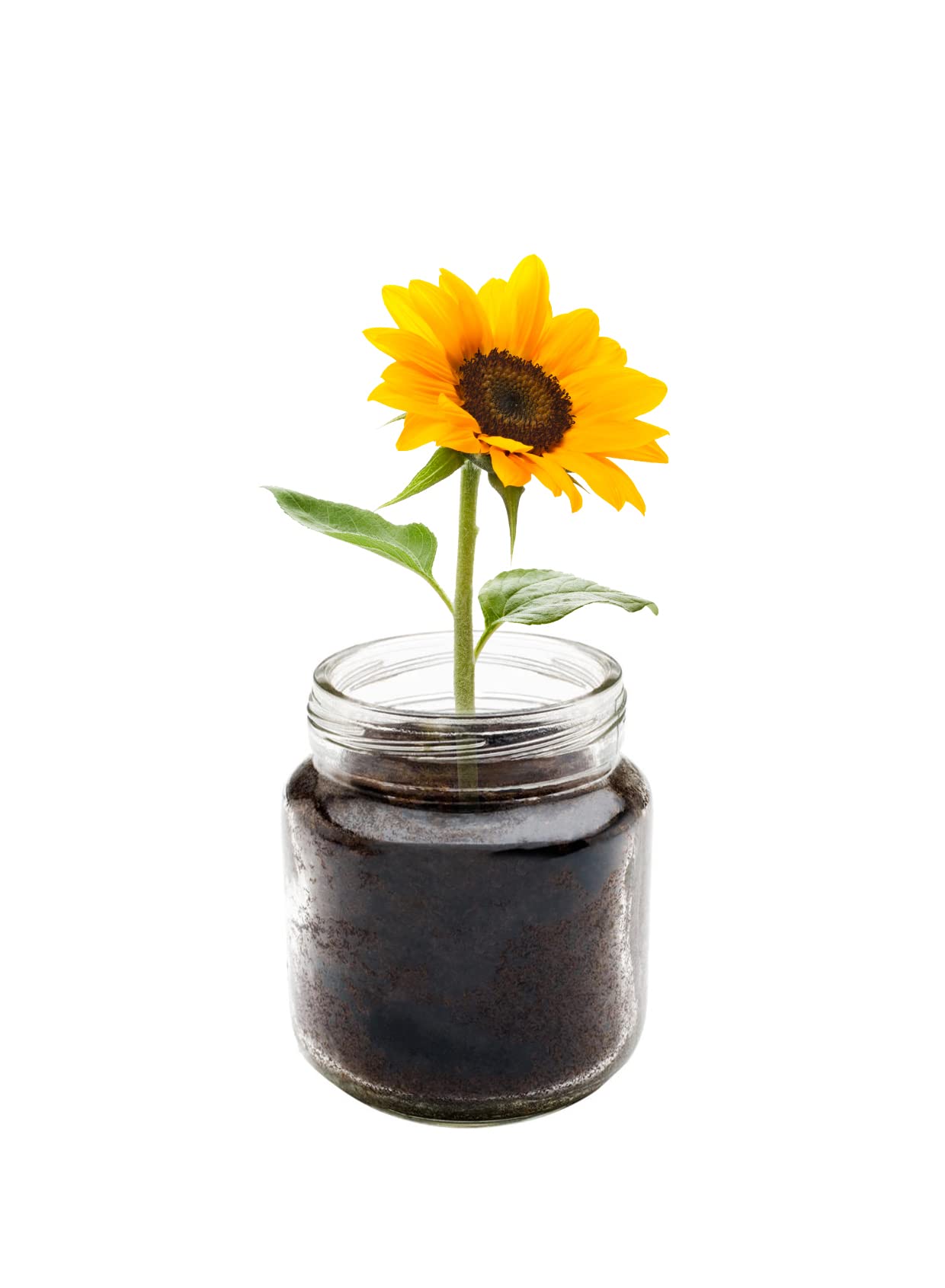CZ Grain Sunflower Windowsill Planter Kit - Grows Year Round, includes Everything Needed for Planting