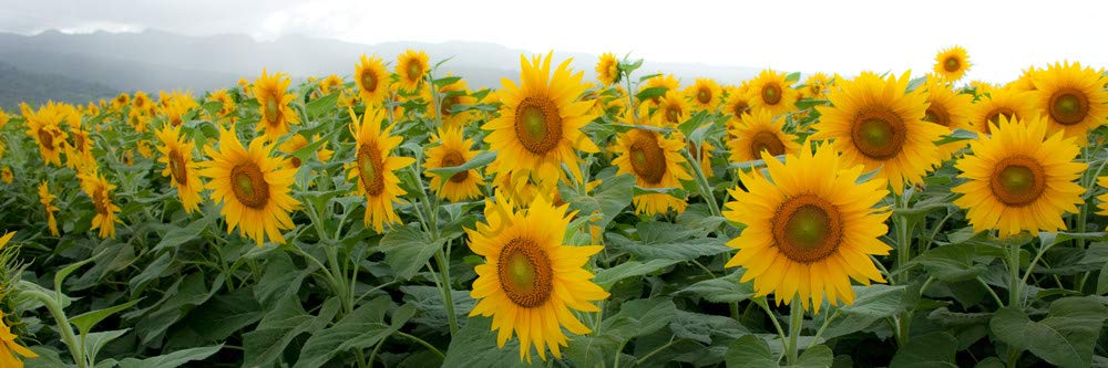 Yellow Giant Sunflower Seeds to Plant - 20 Seeds of This Giant Sunflower - Huge 2 ft Wide Flowers - A Real Giant