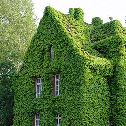 20 Boston Ivy Seeds for Planting - Japanese Creeper Ivy - Ships from Iowa, USA
