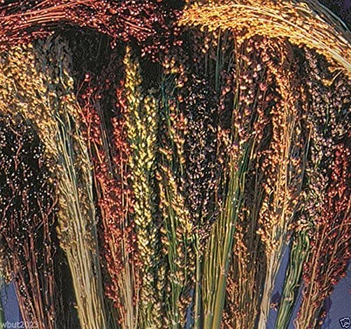 Broom Corn Seeds - 100 Mixed Color Seeds for Planting - Great Millet - Made in USA - A Must Have!