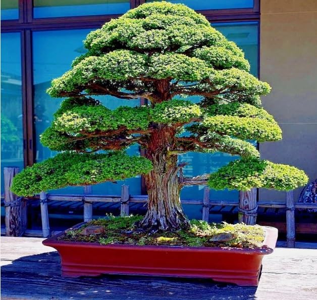 30 Japanese Red Cedar Bonsai Tree Seeds for Planting - Cryptomeria Japonica