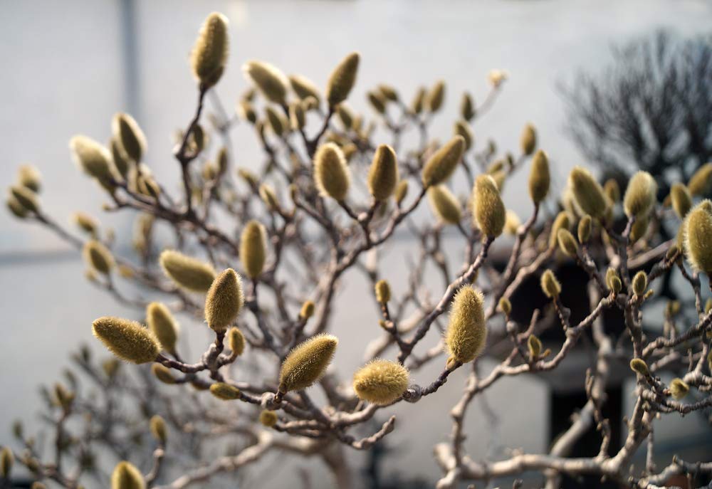 Rare Bonsai Pussy Willow Cutting - Thick Rootstock - Made in USA, Ships from Iowa