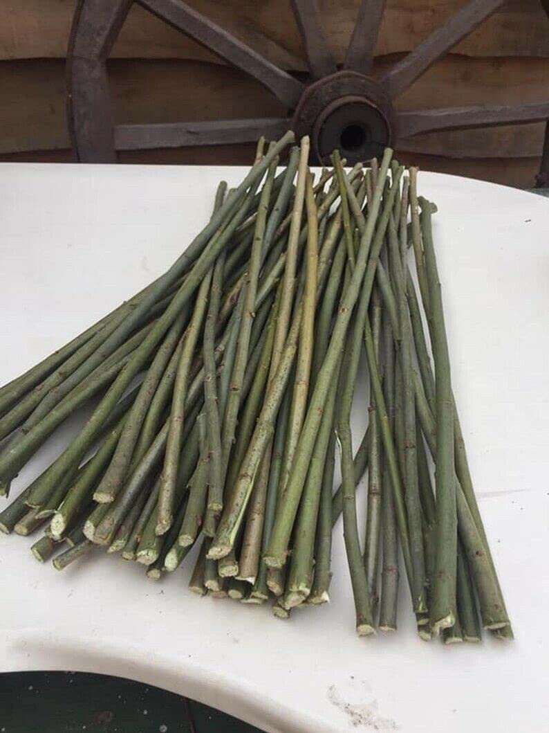 10 Willow Tr?e Cuttings - Crack Willow for Pl?nting