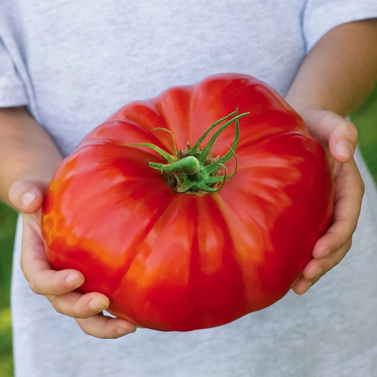 Beefsteak Tomato Seeds for Planting | 100 Seeds | Grow Delicious Beefsteak Tomatoes | Premium Heirloom Organic Seeds, Gardeners Choice