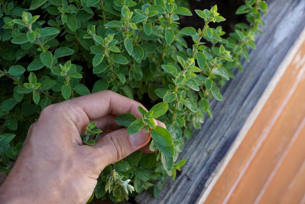 Oregano Seeds to Grow | 150+ Seeds | Prized Herb for Cooking