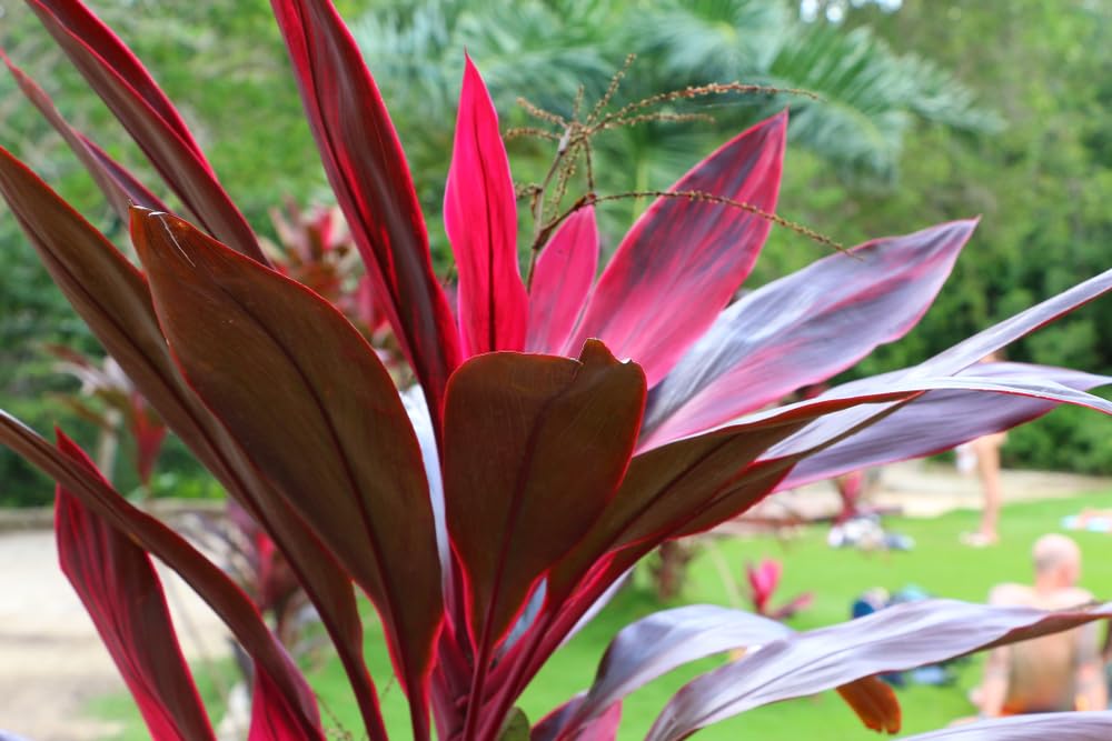 30 Red Cabbage Palm Tree Seeds for Planting - Cordyline obtecta 'Purpurea'