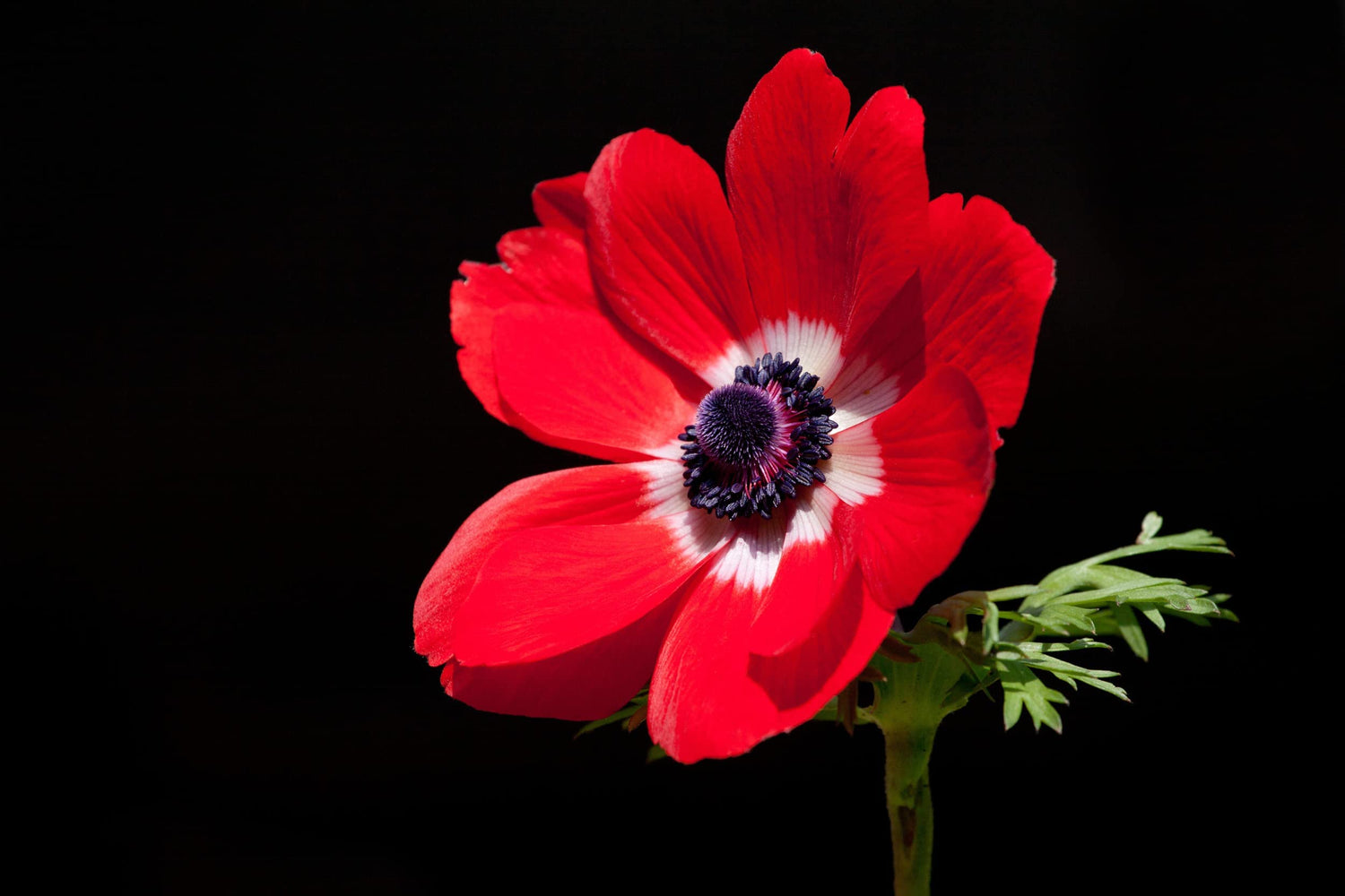 10 Anemone "Leslie's Wanderlust" - Ships from Iowa, USA | Flower Bulbs for Planting