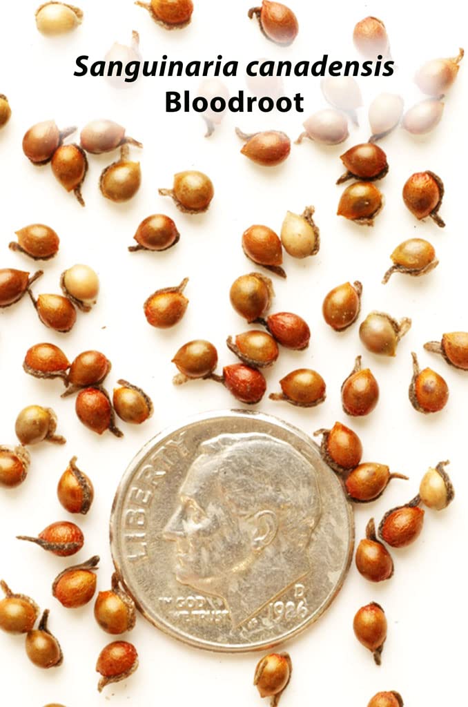 Bloodroot Seeds for Planting (30 Seeds) - Sanguinaria canadensis - Medicinal Plant