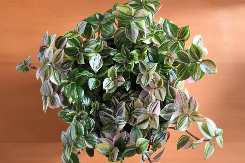 6 Cuttings Variegated Wandering Jew Plant - Tradescantia fluminensis Tricolor Plant - Easy to Grow Indoor Outdoor Plant