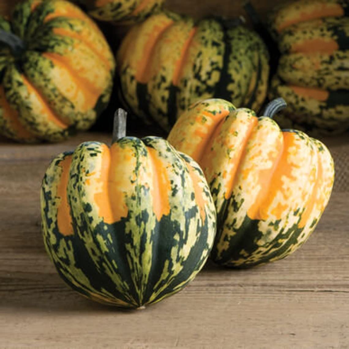 Carnival Acorn Squash Seeds for Planting | Colorful Squash, Grow Your Own Fall Decor - Ships from Iowa, USA