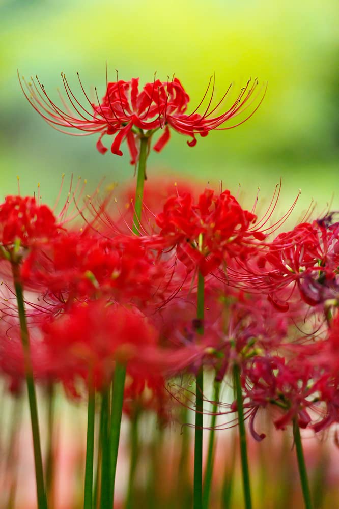3 Heirloom Red Spider Lily (Lycoris Radiata) Bulbs, Fall Blooming Perennial - Ships from Iowa, USA