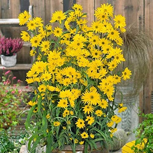 Giant Maximillian Sunflower Seeds - 500+ Seeds for Planting