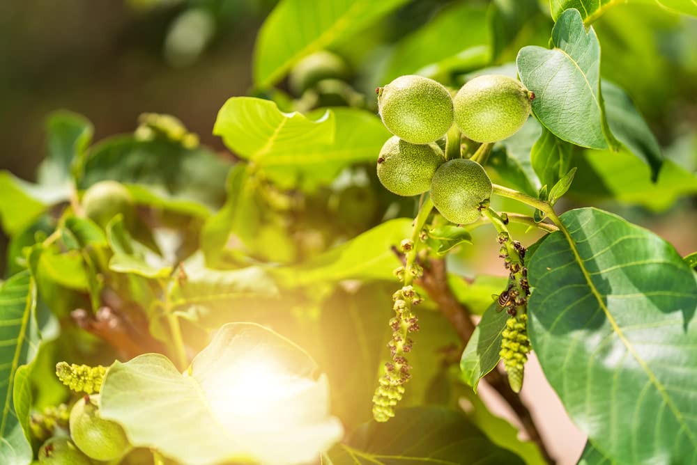 Jupiter's Acorn Tree Seeds for Planting - 2 Seeds - Dwarf Walnut