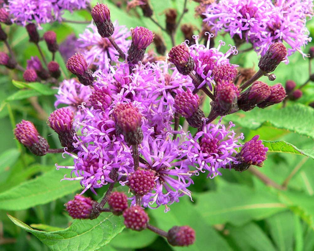 Ironweed Seeds for Planting (100 Seeds) Vernonia gigantea