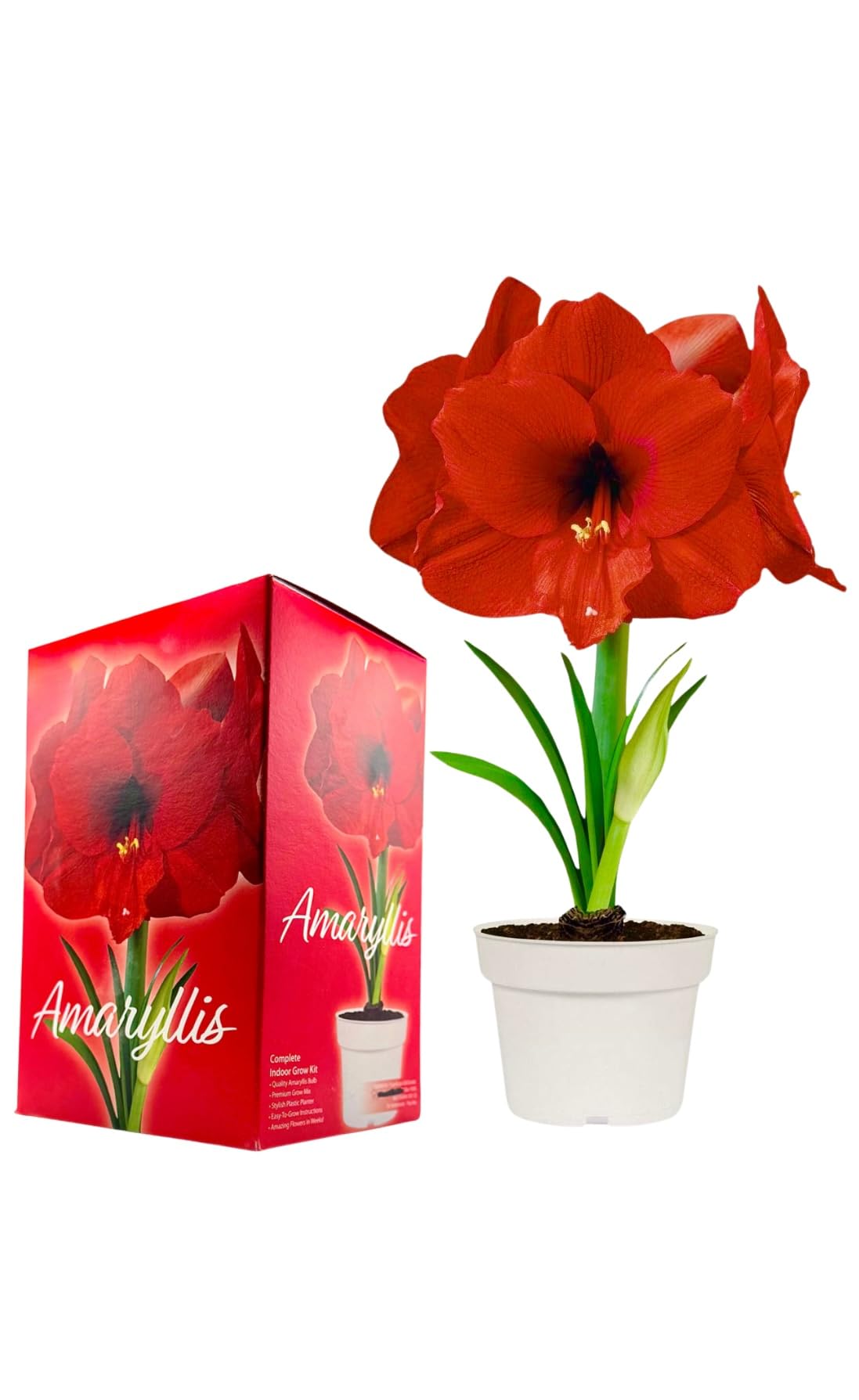 Amaryllis Grow Kit - Pre Potted Amaryllis Bulb in Gift Box - Ready to Grow - Great for Christmas