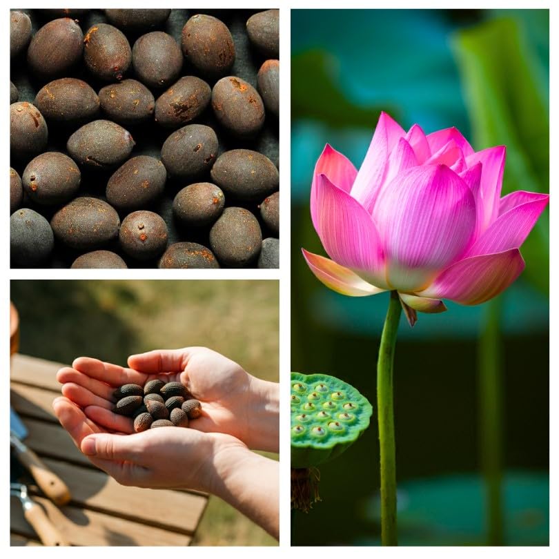 12 Lotus Seeds for Planting - Great for Koi Pond, Aquatic Plant, Bonsai
