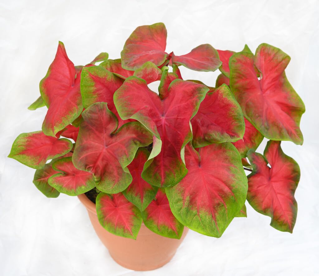 6 Fredia Hemple Caladium Bulbs for Planting - Perennial Hosta, Elephant Ears, Fancy (6 Bulbs)