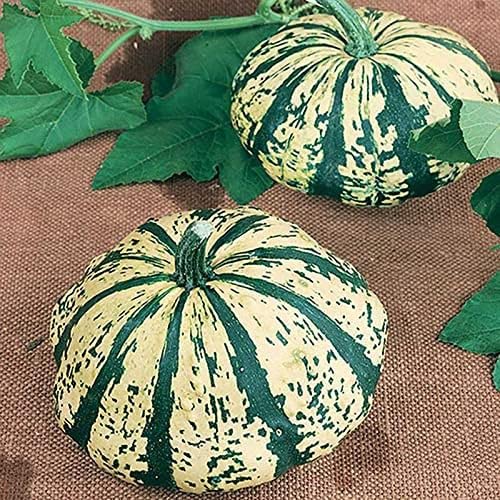 Pumpkin Seeds for Planting (10 Seeds) - Exotic and Hard to Find Pumpkin, Squash and Gourd Seeds - Vegetable Garden Seeds