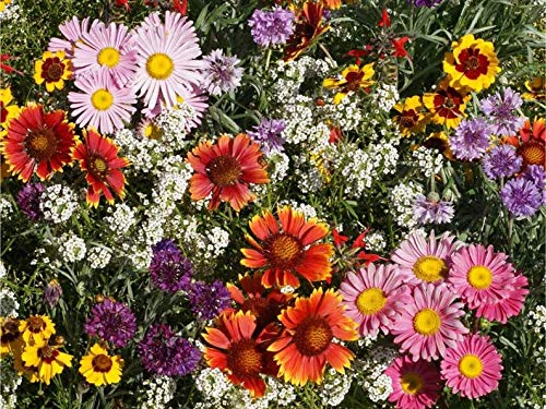 All Perennial Wildflower Seeds to Plant - Easy to Grow