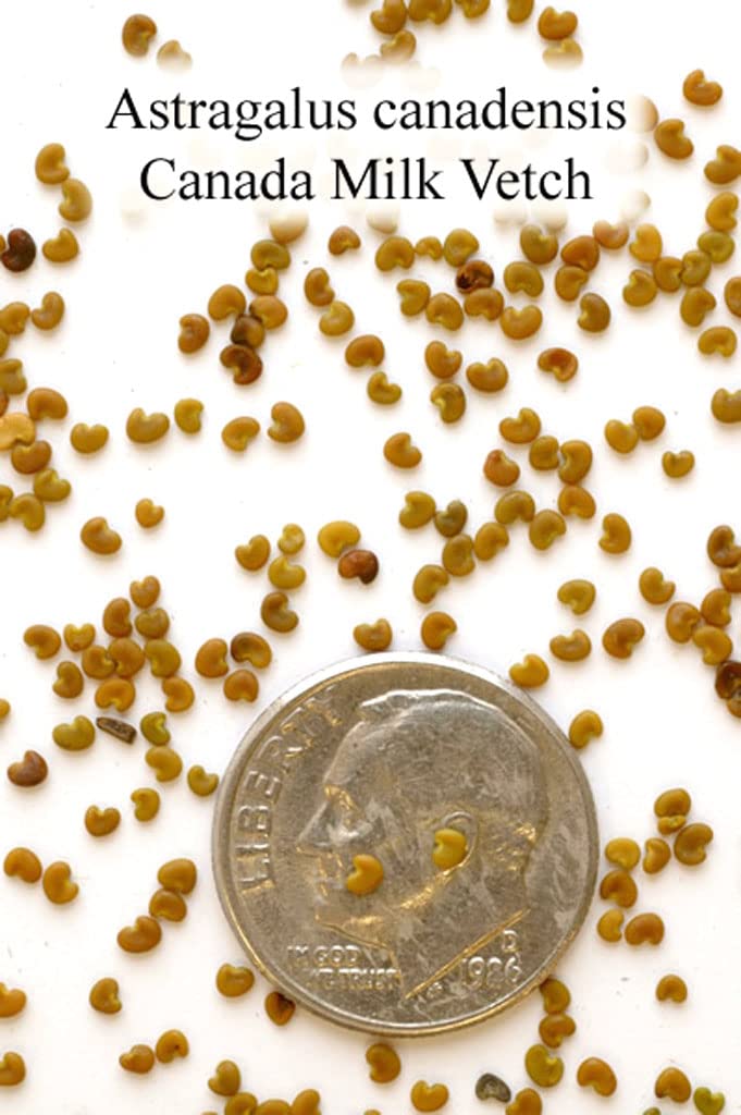 Canada Milk Vetch Seeds for Planting (50 Seeds) - Astragalus Canadensis