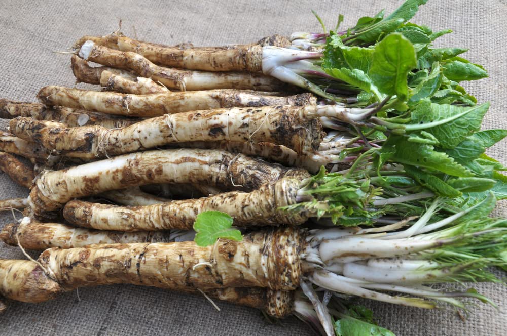 Horseradish Roots for Planting - Grow Big Top Horseradish - Horseradish Crowns Garden Plant, Large Roots
