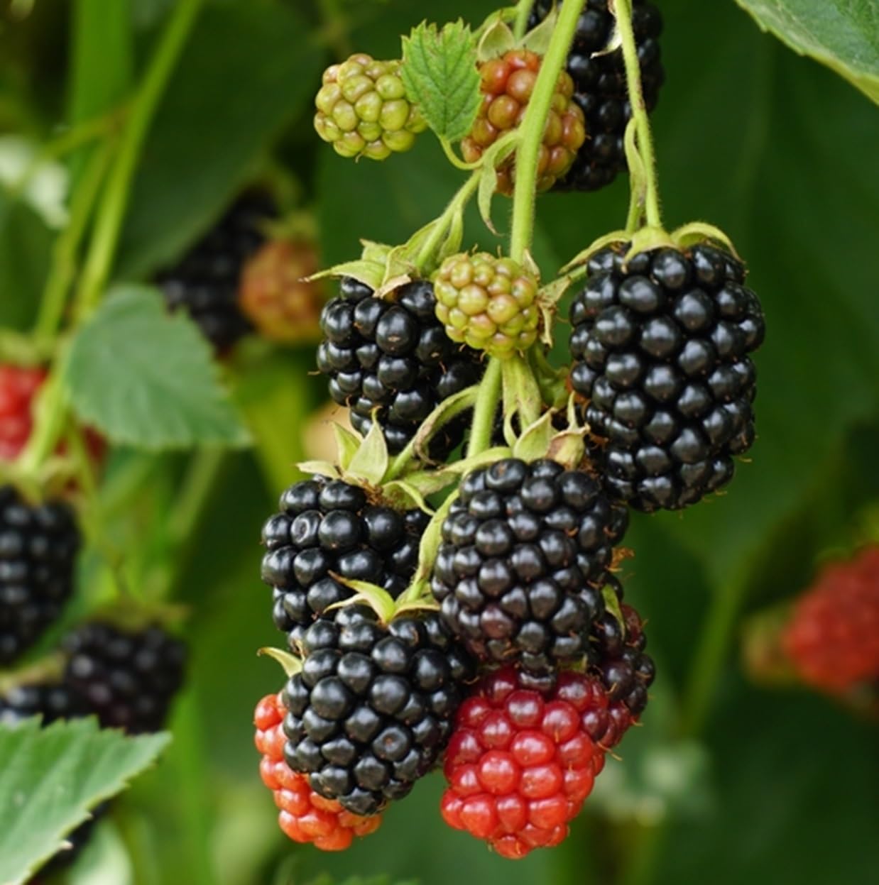Apache Thornless BlackBerry Seedlings for Planting - Well Rooted 1 Yr. Seedlings, Ready to Plant