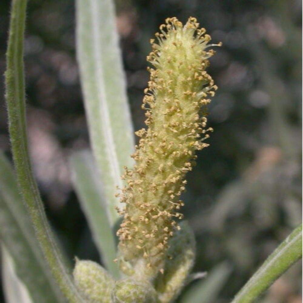 Sandbar Willow Salix Exigua Coyote Willow 10 Cuttings M4