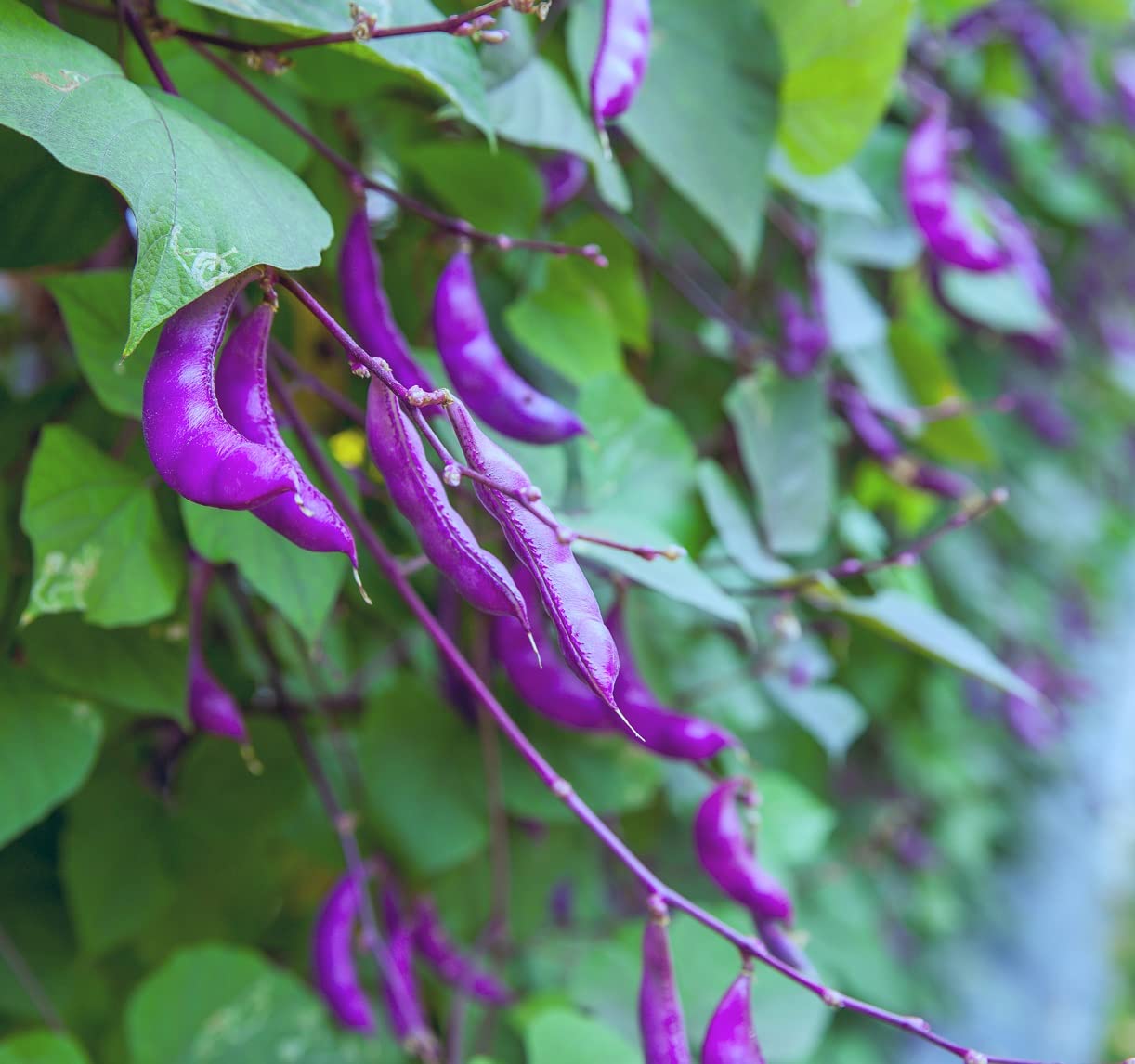 Hyacinth Bean Vine Seeds - 20 Seeds - Grow Purple Pod Beans - Dolichos Lablab