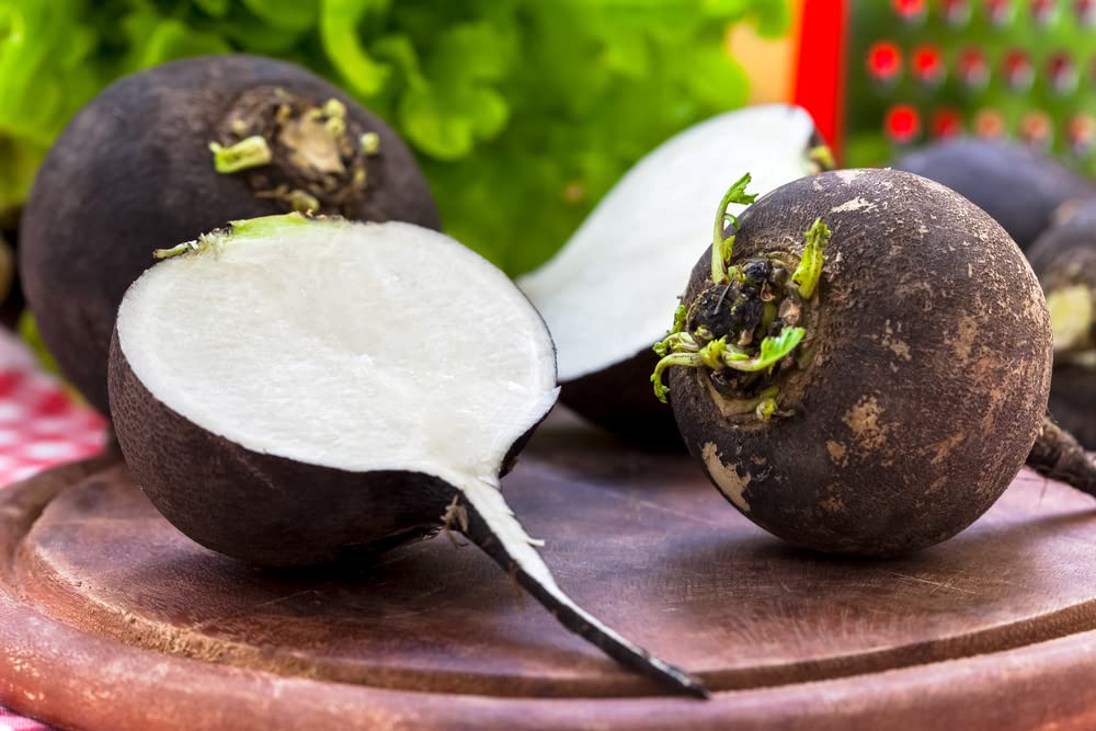 Black Radish Seeds for Planting - 100+ Seeds - Rare Garden Vegetable Seeds
