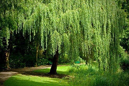 24 Weeping Willow Tree Cuttings - Beautiful Arching Canopy - Grow 24 Golden Weeping Willow Trees - Live Trees
