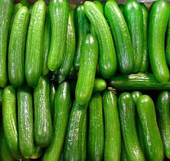 Alpha Cucumber Seeds for Planting (30 Seeds) Persian Beit Alpha (a.k.a. Lebanese) Cucumis sativus, Grown in USA!