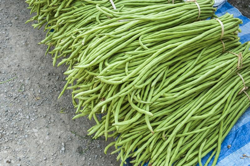 10 Yard Long Bean Seeds - Asian Vegetable Long Bean String Bean - Productive Yielder