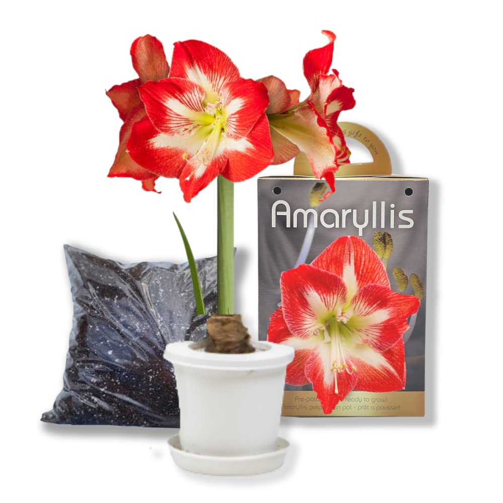 Amaryllis Bulb Kit with Pot Gift, White Red Amaryllis Growing Kit, Large Flower Bulb Hippeastrum Prepotted