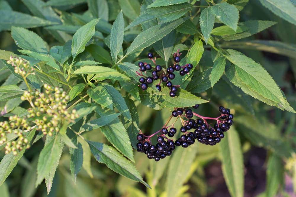 4 Fresh Black Bearing Elderberry Cuttings to Grow - Grow 4 Elderberry Tree Plants - Prized for Healthy Fruit
