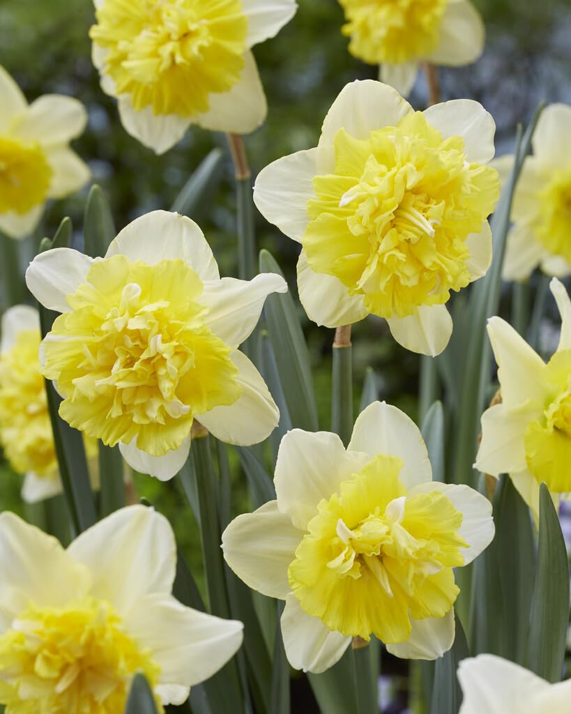 Full House Double Daffodil Bulbs for Planting, Beautiful White and Pink Blooms