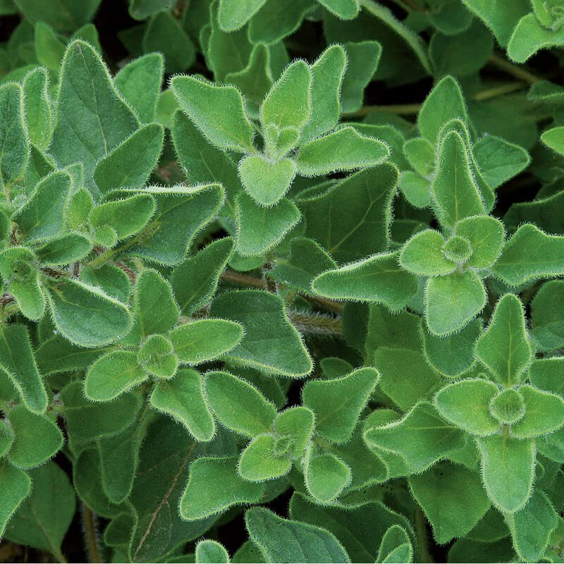Greek Oregano Herb Seeds for Planting (500 Seeds) - Italian Spice