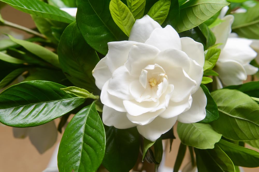 300+ Gardenia Seeds (Cape Jasmine) for Home Garden Planting - Gardenia jasminoides