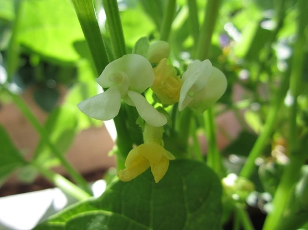 Navy Bush Bean Bean Seeds- Favorite Bean for Boston Baked BeansHam & Bean Soup(25 - Seeds)